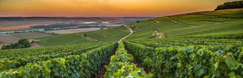 Rolling vineyard hills in Champagne, France at sunset with rows of grapevines stretching across terraced slopes under golden sky