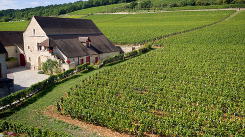 Clos de Tart Vineyard in Burgundy France