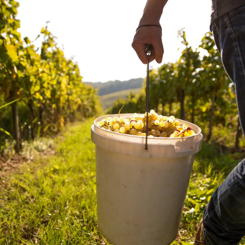 Does handpicked wine really taste better? The truth explained