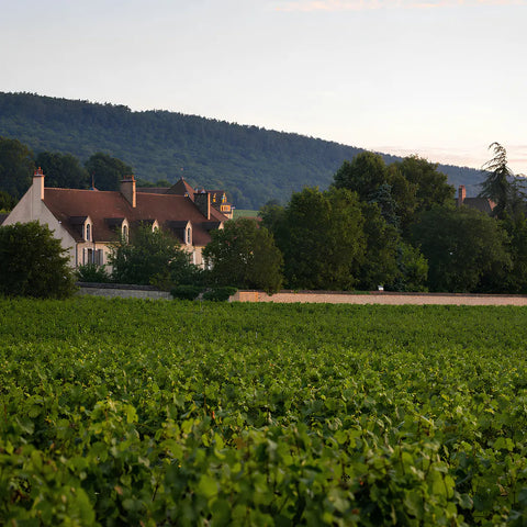 Domaine Dujac: A collector’s guide to one of Burgundy’s great domaines