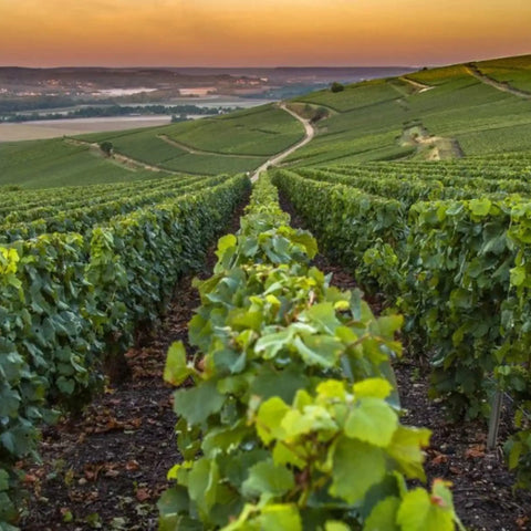 Grower Champagne explained: what it is, why collectors care, and what “Special Club” means