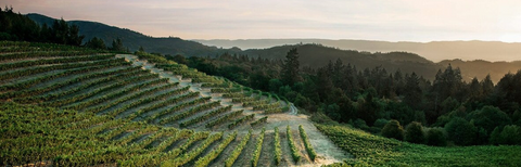 Lokoya Vineyard terraced slopes in Napa Valley showing premium mountain wine terroir at sunset