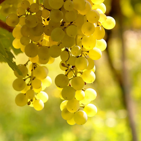 The many faces of Sauvignon Blanc: from Loire to New Zealand and beyond