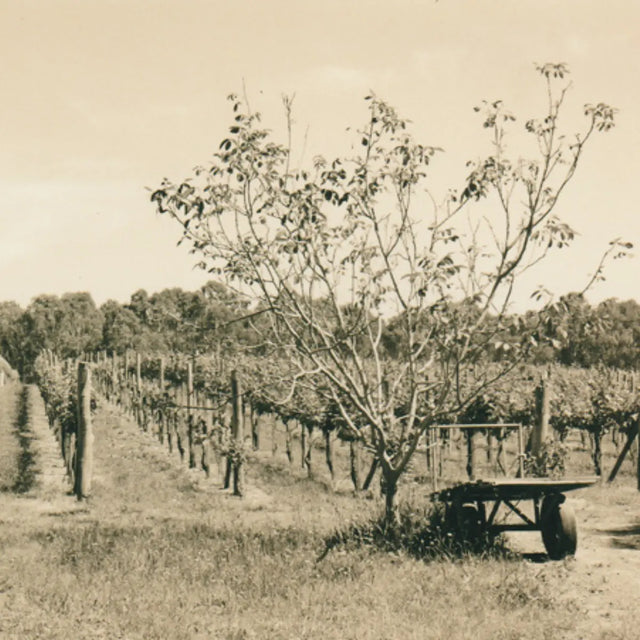 Sorrenberg: why collectors chase a tiny vineyard in Beechworth