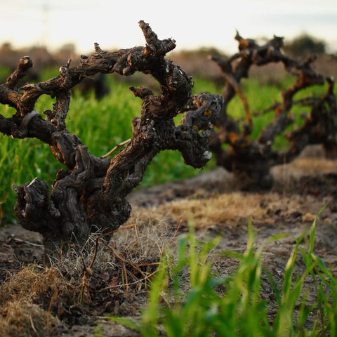 What are old vines (and why do they matter)?