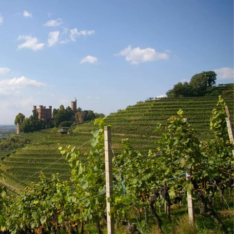 What is biodynamic vineyard management — and why it matters