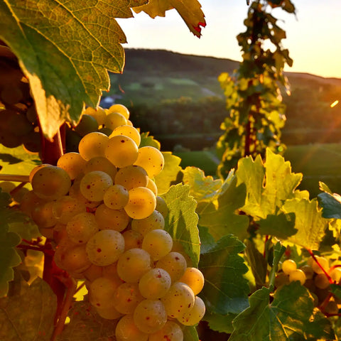 Why age Riesling? How to tell when it’s ready to drink